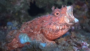 2107_Mediterranean scorpionfish open mouth