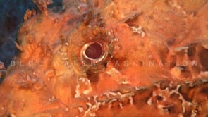 0917_Scorpionfish close up mediterranean