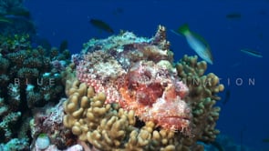 1554_Scorpionfish on coral