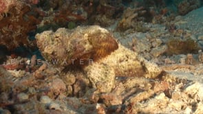 1570_Humpback scorpionfish walking over reef