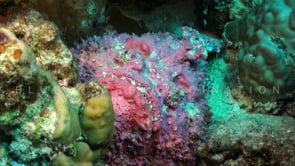 1230_pink stonefish on coral reef