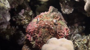 1867_Stonefish sitting on coral reef