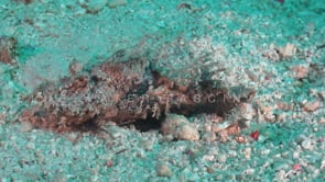 1460_Spiny devilfish digging into sand