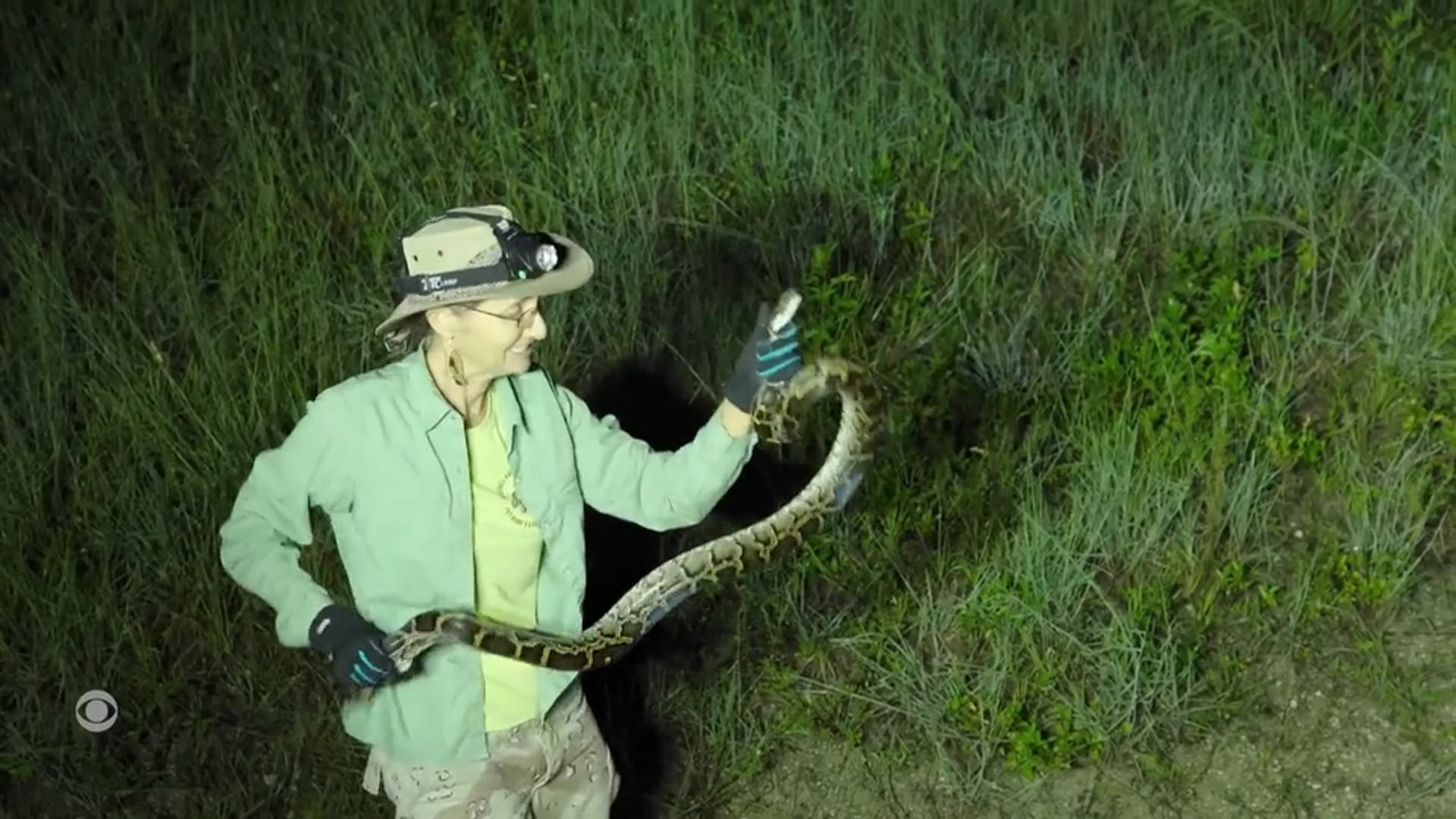 CBS Reports - The Burmese Python Invasion: Fighting Invasive Species, 2018