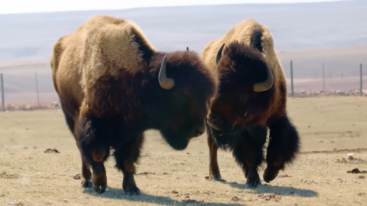 CBS Reports - Yellowstone Bison Revival, 2023