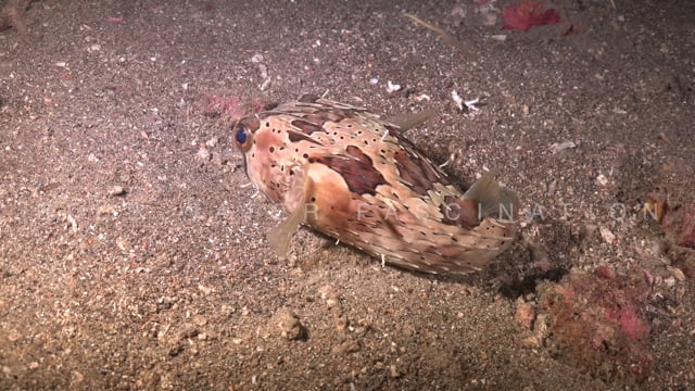 0124_Balloon porcupinefish on sandy reef