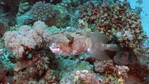 2346_Balloon porcupinefish on coral reef