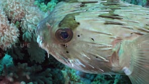 2344_Balloon porcupine fish super close up