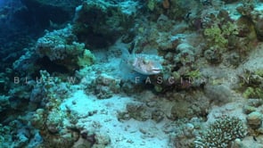 2203_yellow burrfish on coral reef