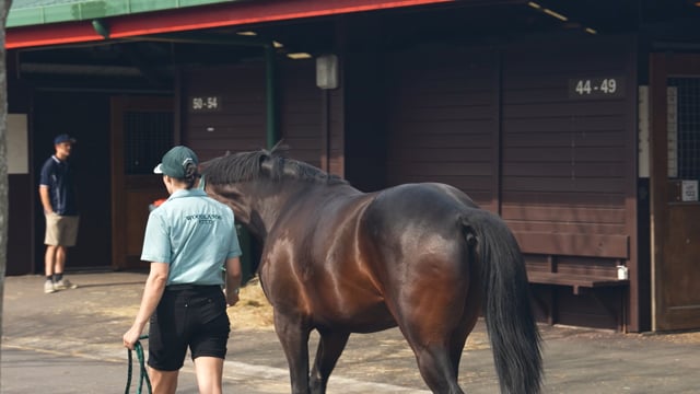 2024 National Yearling Sale - Tony Grayling