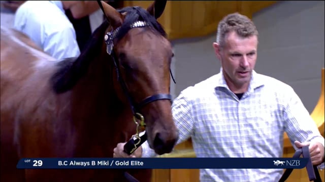 NZB Standardbred 2024 National Yearling Sale - Lots 29 - 36