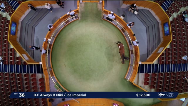 NZB Standardbred 2024 National Yearling Sale - Lots 36 - 43