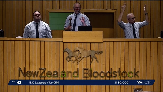 NZB Standardbred 2024 National Yearling Sale - Lots 43 - 51