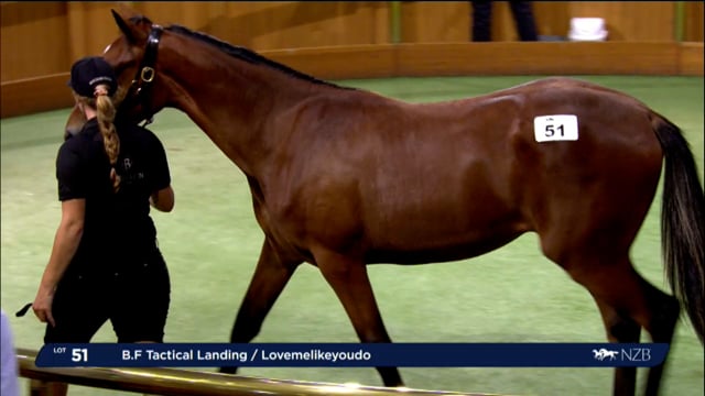NZB Standardbred 2024 National Yearling Sale - Lots 51 - 58