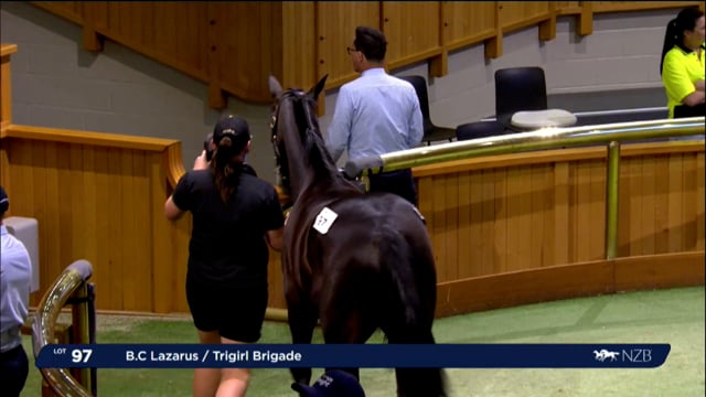 NZB Standardbred 2024 National Yearling Sale - Lots 97 - 103