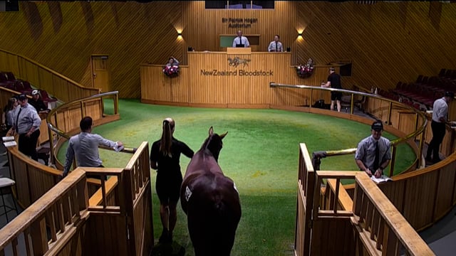 NZB Standardbred 2024 National Yearling Sale - Lots 104 - 110