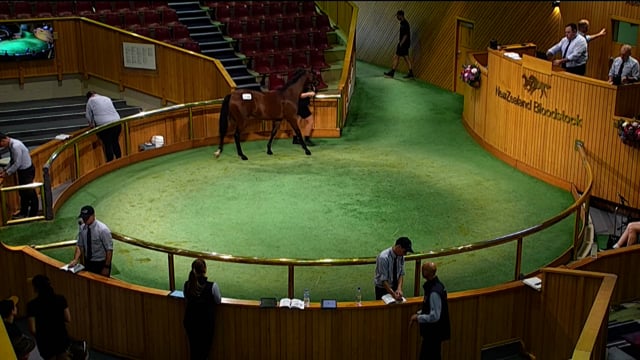 NZB Standardbred 2024 National Yearling Sale - Lots 111 - 118