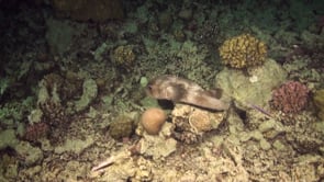 1901_porcupinefish in slow motion swimming over coral reef at night