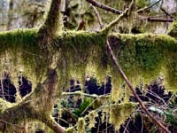 INTERTWINED Song Bath Sanctuary 2.18.24