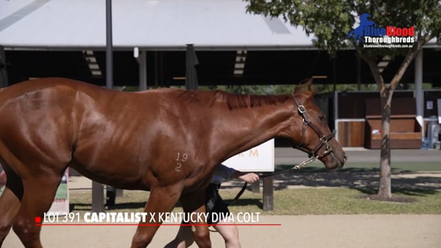 Capitalist x Kentucky Diva Colt FINAL