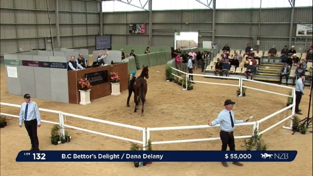 NZB Standardbred 2024 National Yearling Sale - Lots 132 - 138