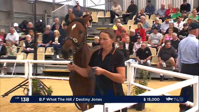NZB Standardbred 2024 National Yearling Sale - Lots 138 - 146
