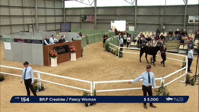 NZB Standardbred 2024 National Yearling Sale - Lots 154 - 161