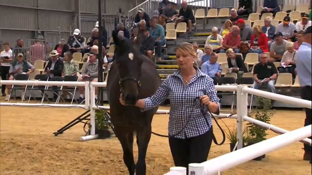 NZB Standardbred 2024 National Yearling Sale - Lots 161 - 170
