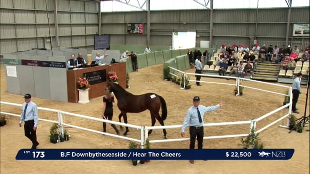 NZB Standardbred 2024 National Yearling Sale - Lots 173 - 179