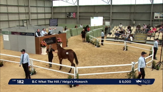 NZB Standardbred 2024 National Yearling Sale - Lots 182 - 186