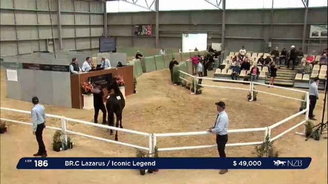 NZB Standardbred 2024 National Yearling Sale - Lots 186 - 193