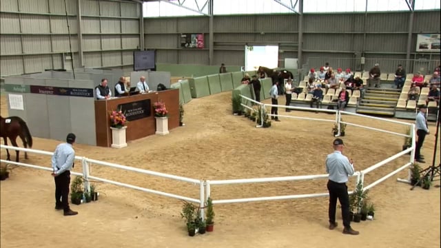 NZB Standardbred 2024 National Yearling Sale - Lots 194 - 201
