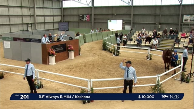 NZB Standardbred 2024 National Yearling Sale - Lots 201 - 210