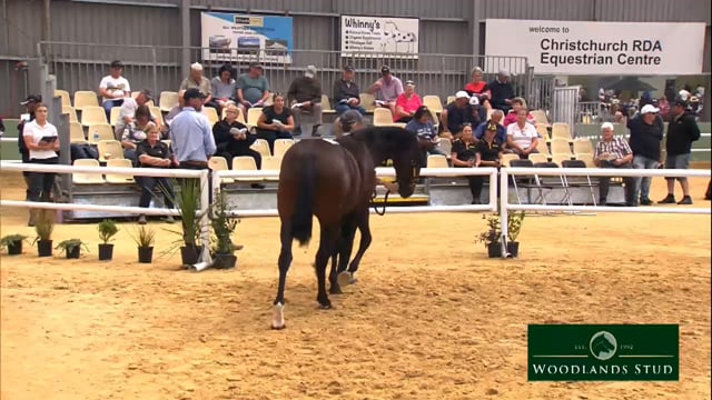 NZB Standardbred 2024 National Yearling Sale - Lots 218 - 226