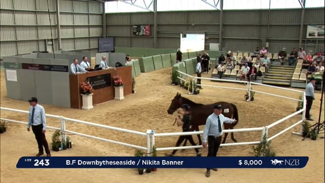 NZB Standardbred 2024 National Yearling Sale - Lots 243 - 251