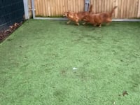 Jaffa & Terry Video