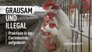 Grausame und illegale Praktiken in der indischen Eierindustrie aufgedeckt