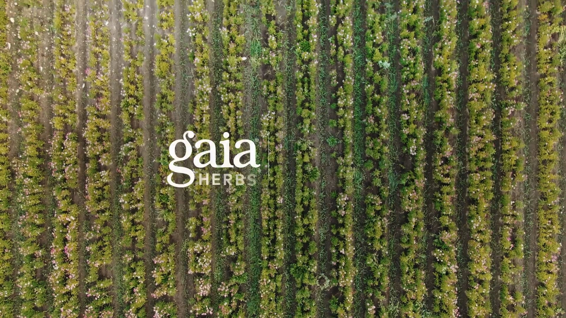 Gaia Herbs | Shortcuts