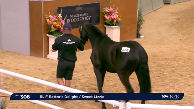 NZB Standardbred 2024 National Yearling Sale - Lots 308 - 316