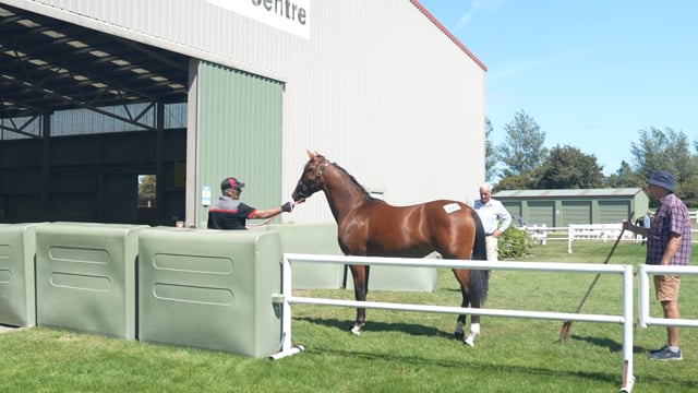 2024 National Yearling Sale - Mark Jones