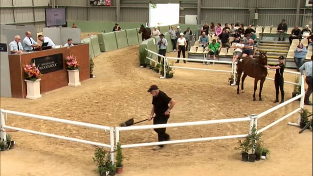 NZB Standardbred 2024 National Yearling Sale - Lots 333 - 340