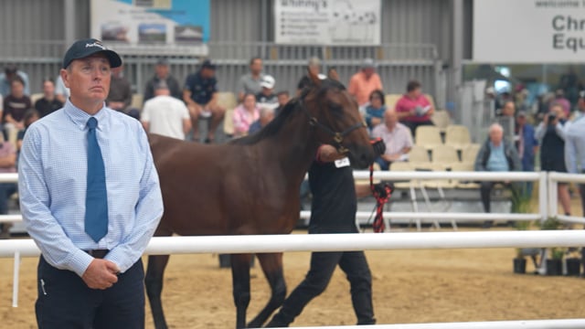 2024 National Yearling Sale - Matthew Williamson
