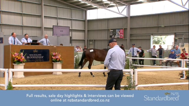 NZB Standardbred 2024 National Yearling Sale - Lots 348 - 355