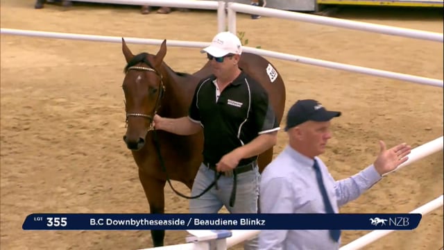 NZB Standardbred 2024 National Yearling Sale - Lots 355 - 363