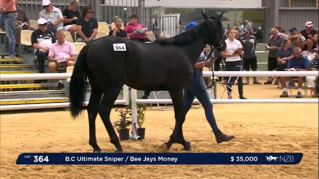 NZB Standardbred 2024 National Yearling Sale - Lots 364 - 369