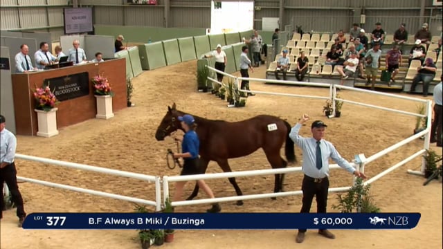NZB Standardbred 2024 National Yearling Sale - Lots 377 - 385