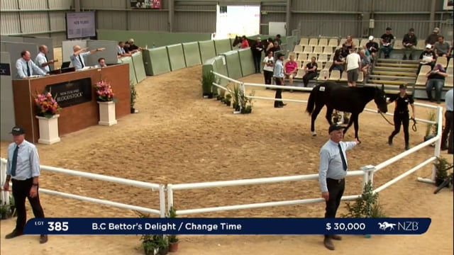 NZB Standardbred 2024 National Yearling Sale - Lots 385 - 391
