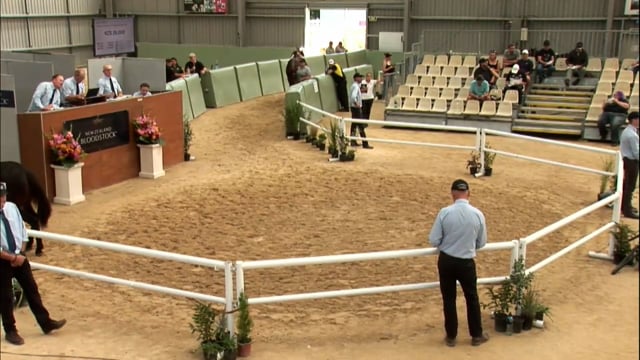 NZB Standardbred 2024 National Yearling Sale - Lot 391 - Review Show Part 1