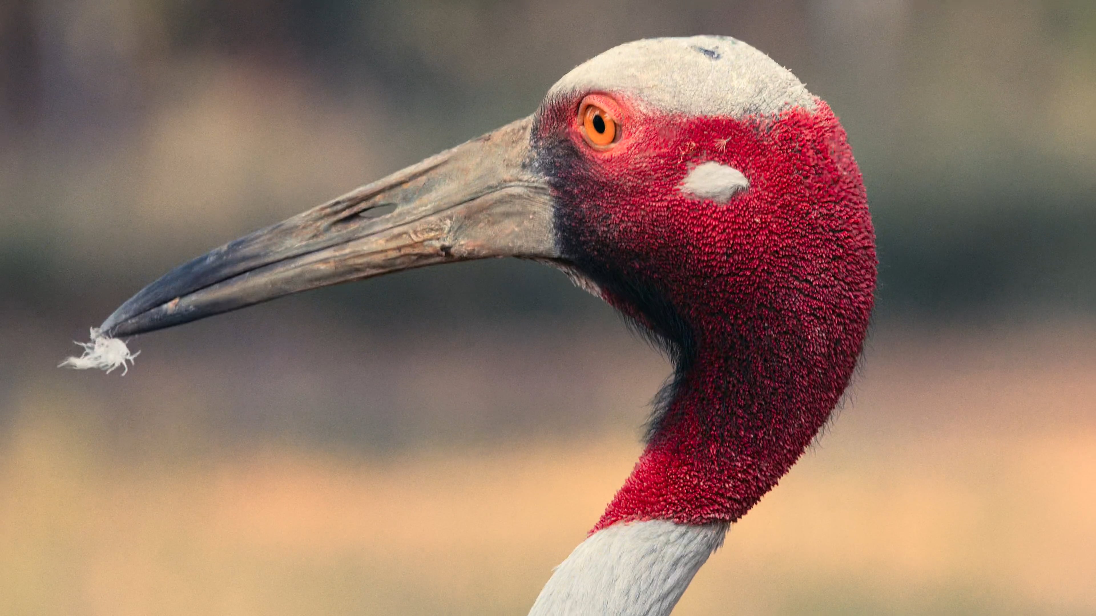 4K HDR Bird Buriram Film