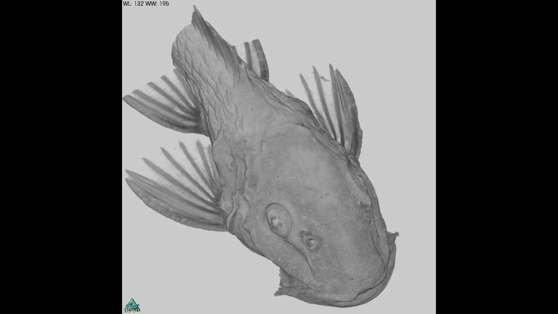 3D Imaging of Embryonic Fish Samples 2